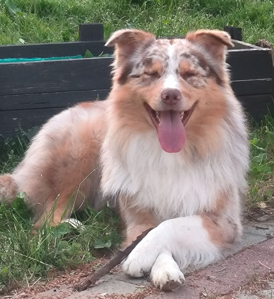 TZUKY of Blue Angel Dreams