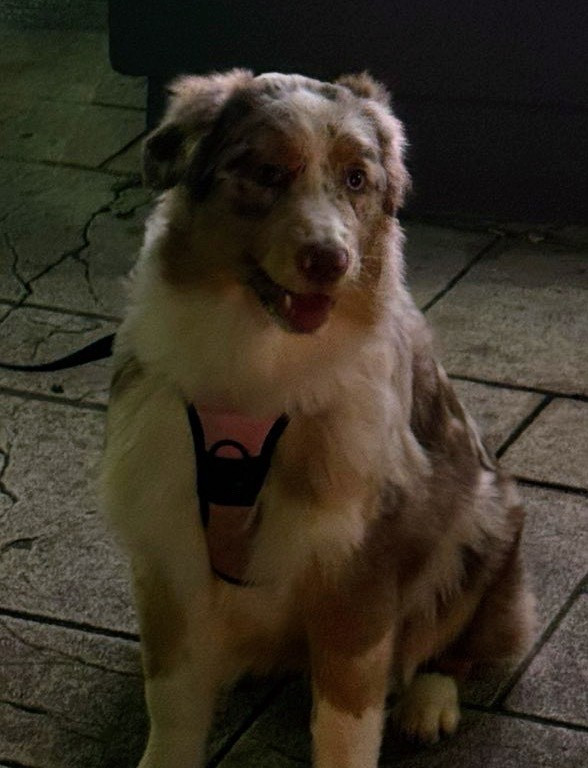 APPY du Domaine des Charbons Ardents