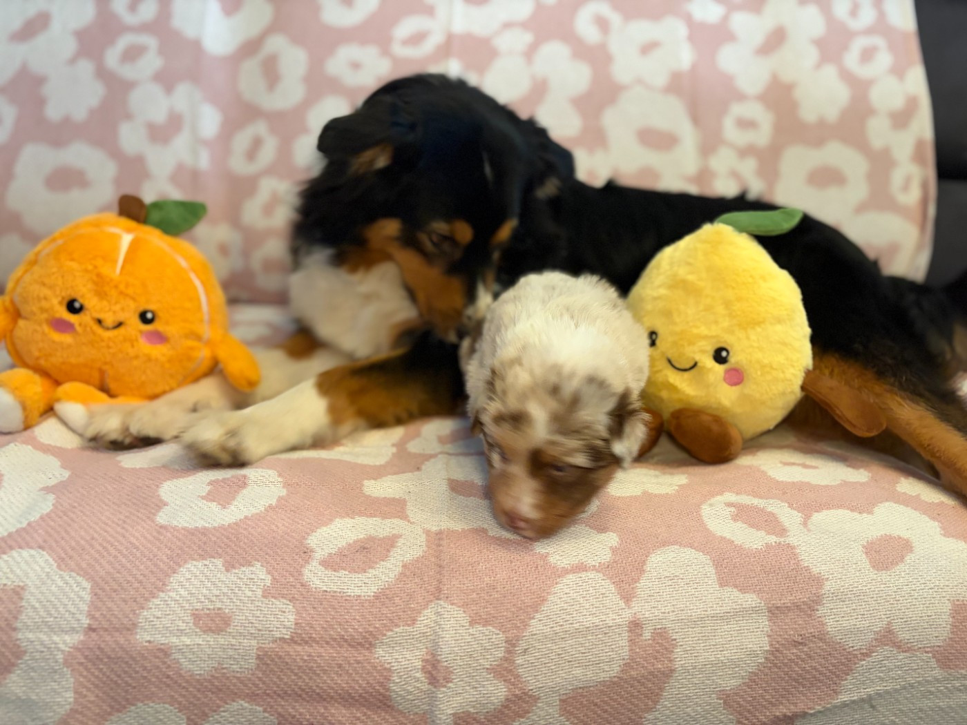 du Domaine des Charbons Ardents - Chiots disponibles - Berger Australien