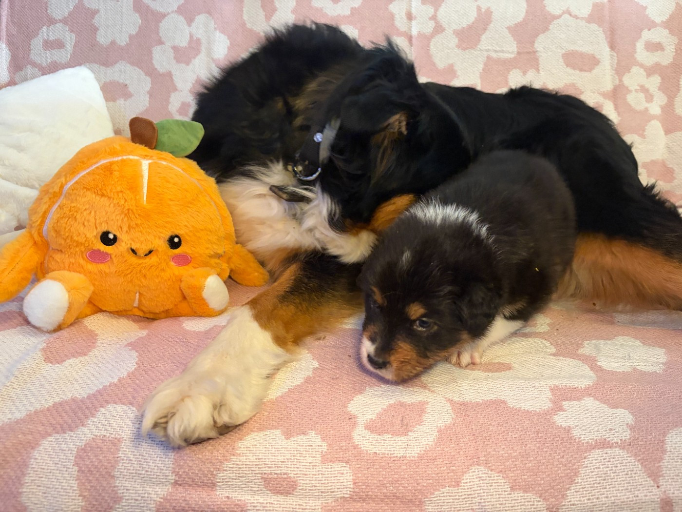 du Domaine des Charbons Ardents - Chiots disponibles - Berger Australien