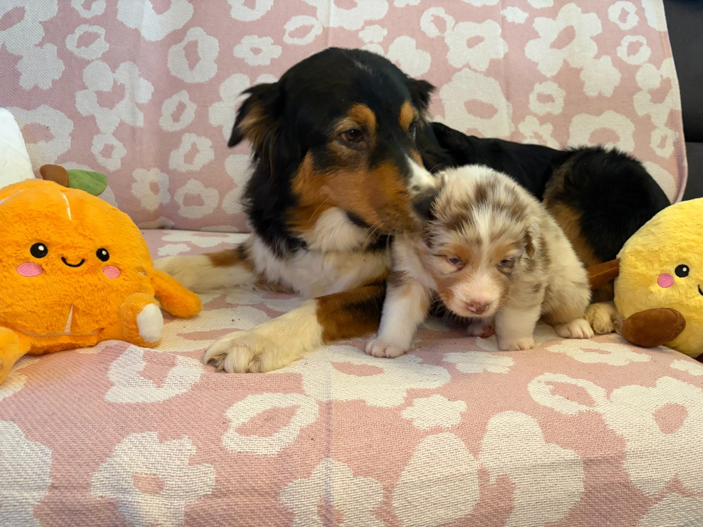 du Domaine des Charbons Ardents - Chiots disponibles - Berger Australien