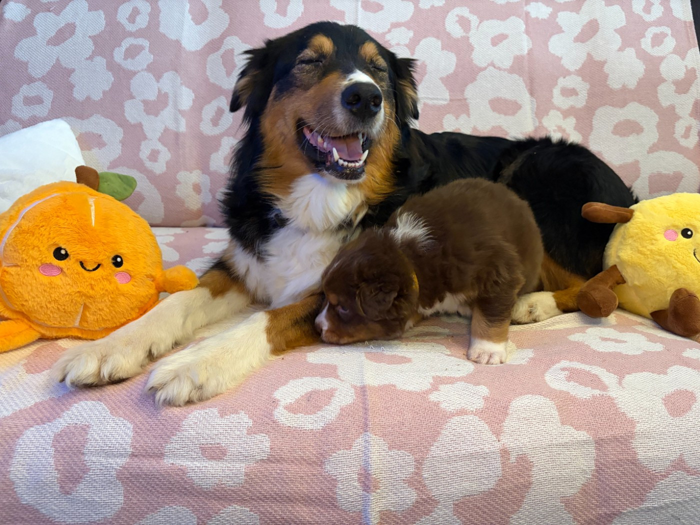 du Domaine des Charbons Ardents - Chiots disponibles - Berger Australien